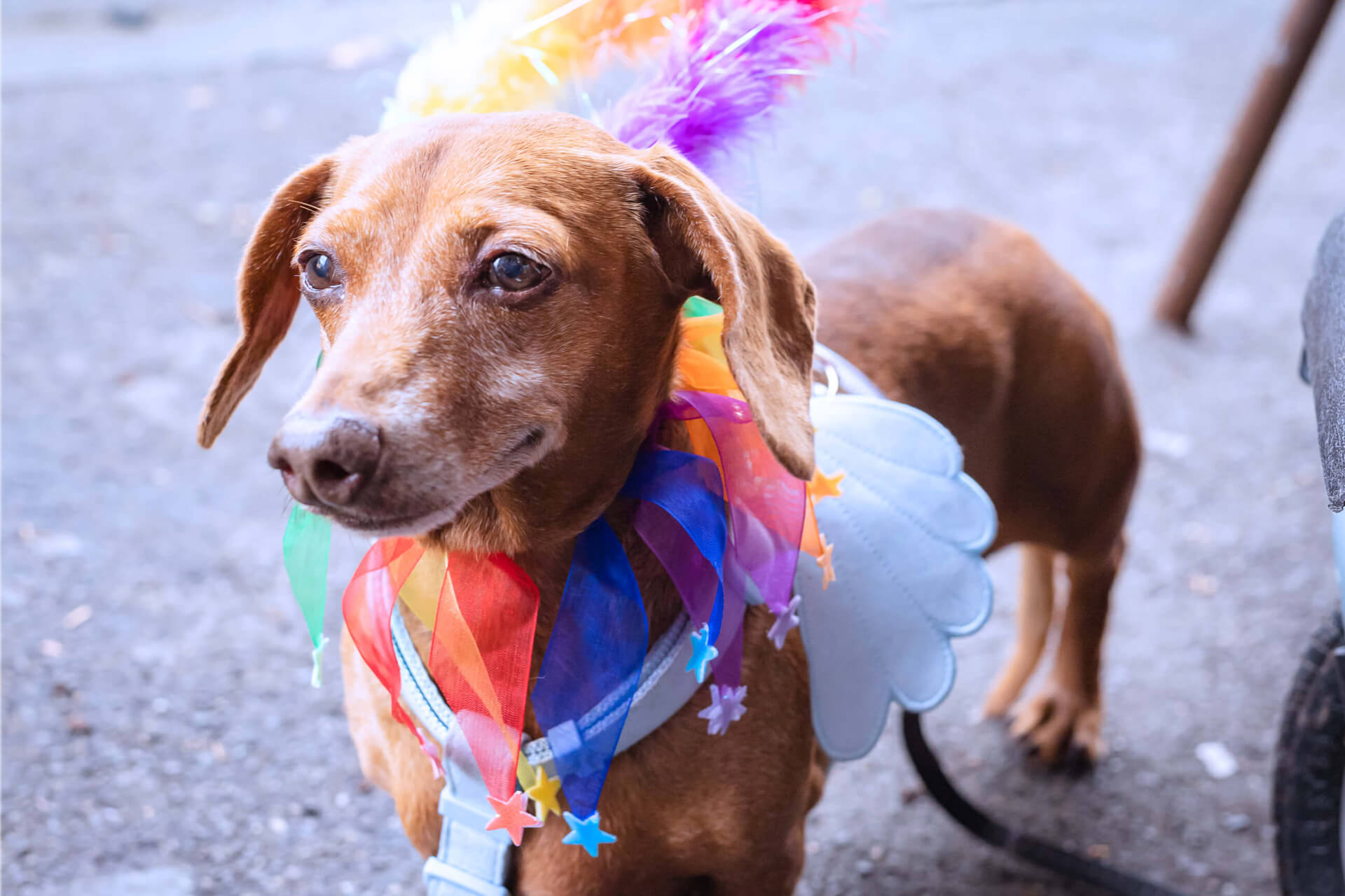 Puppy Pride