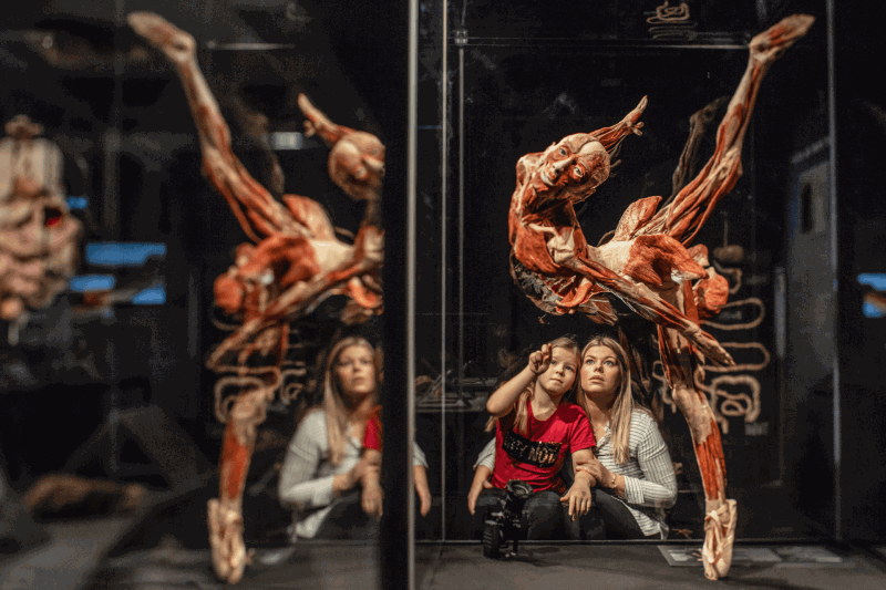 BODY WORLDS: The Anatomy of Happiness
