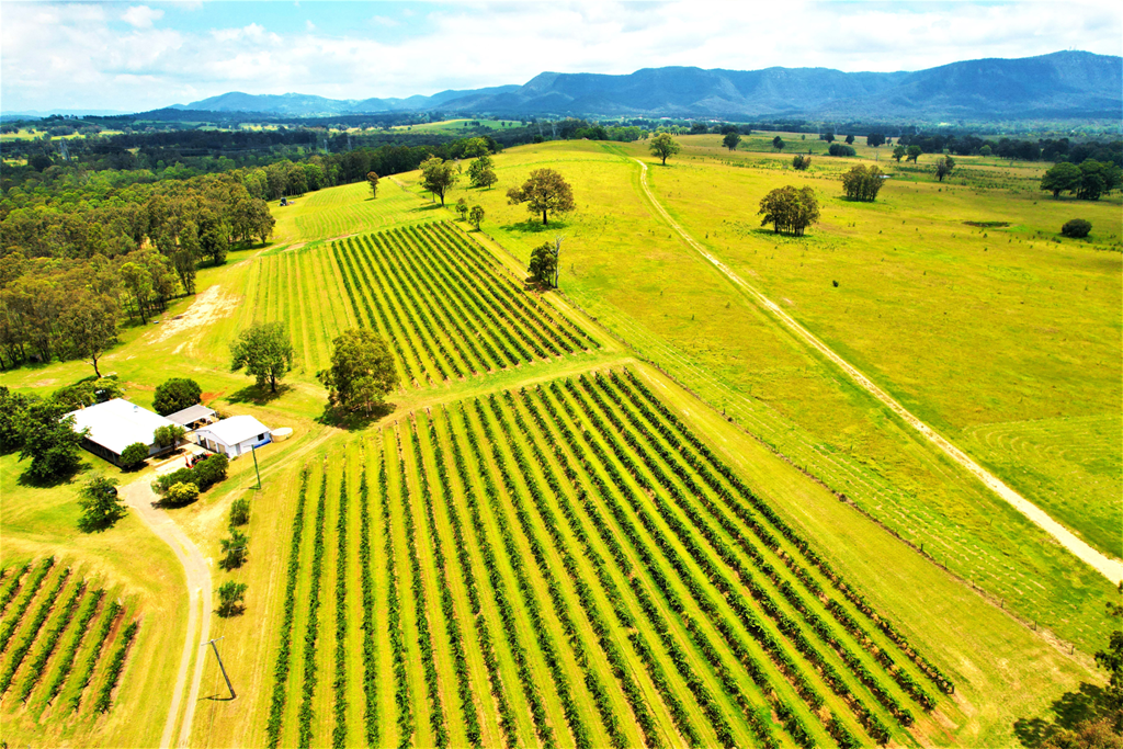 NSW Wine Cellar Door The Rocks