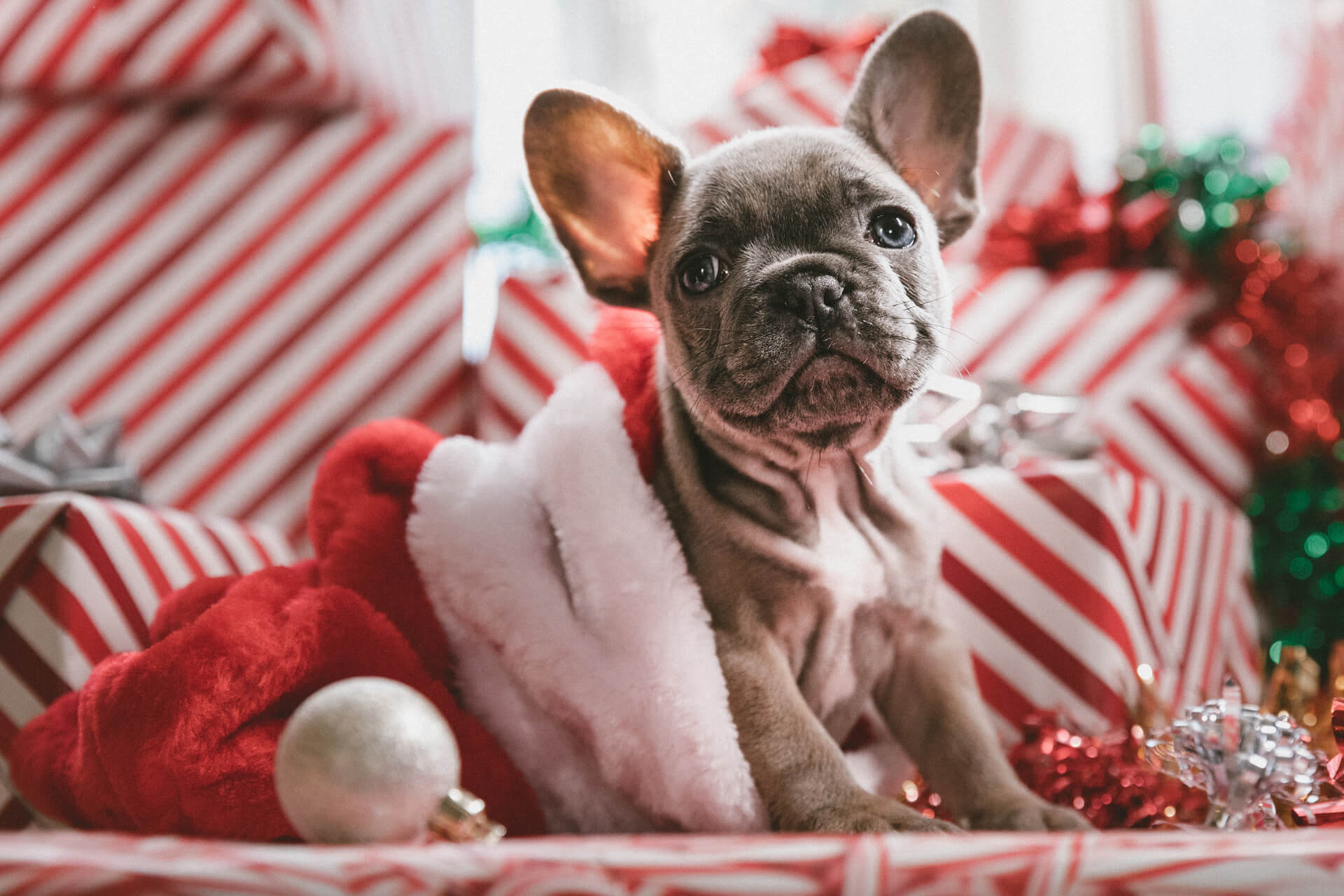 Santa Paws Pet Photos