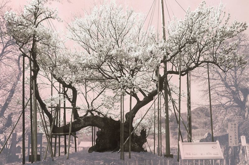 Tacita Dean Sydney International Art Series 2023/24