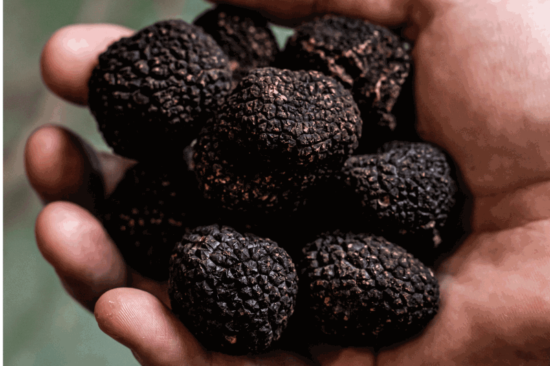 Truffle Season at Mode Kitchen and Bar