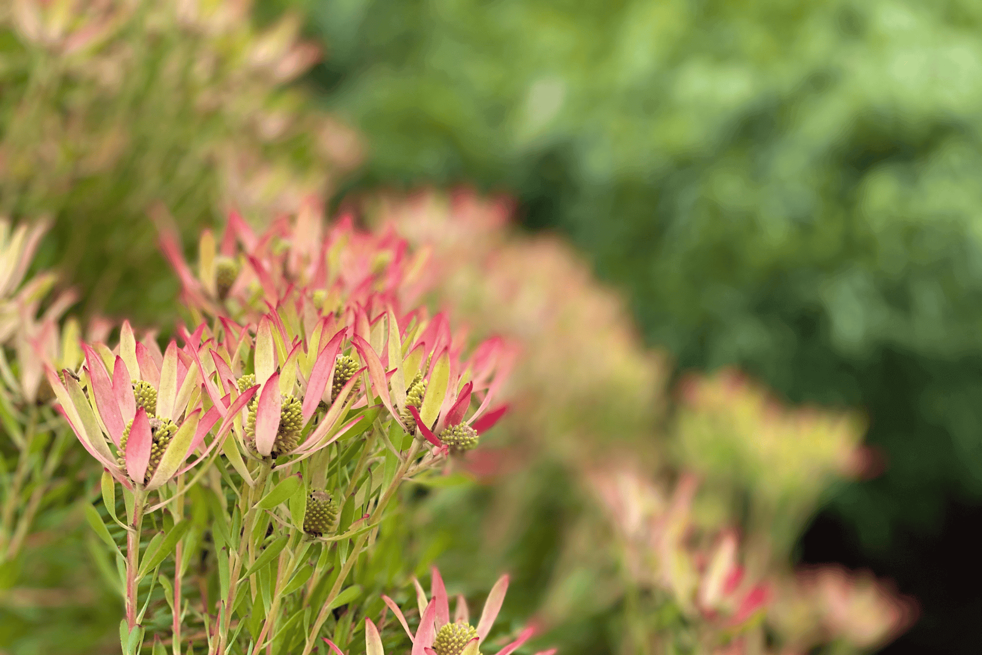 Wildflower's Native Botanicals Display