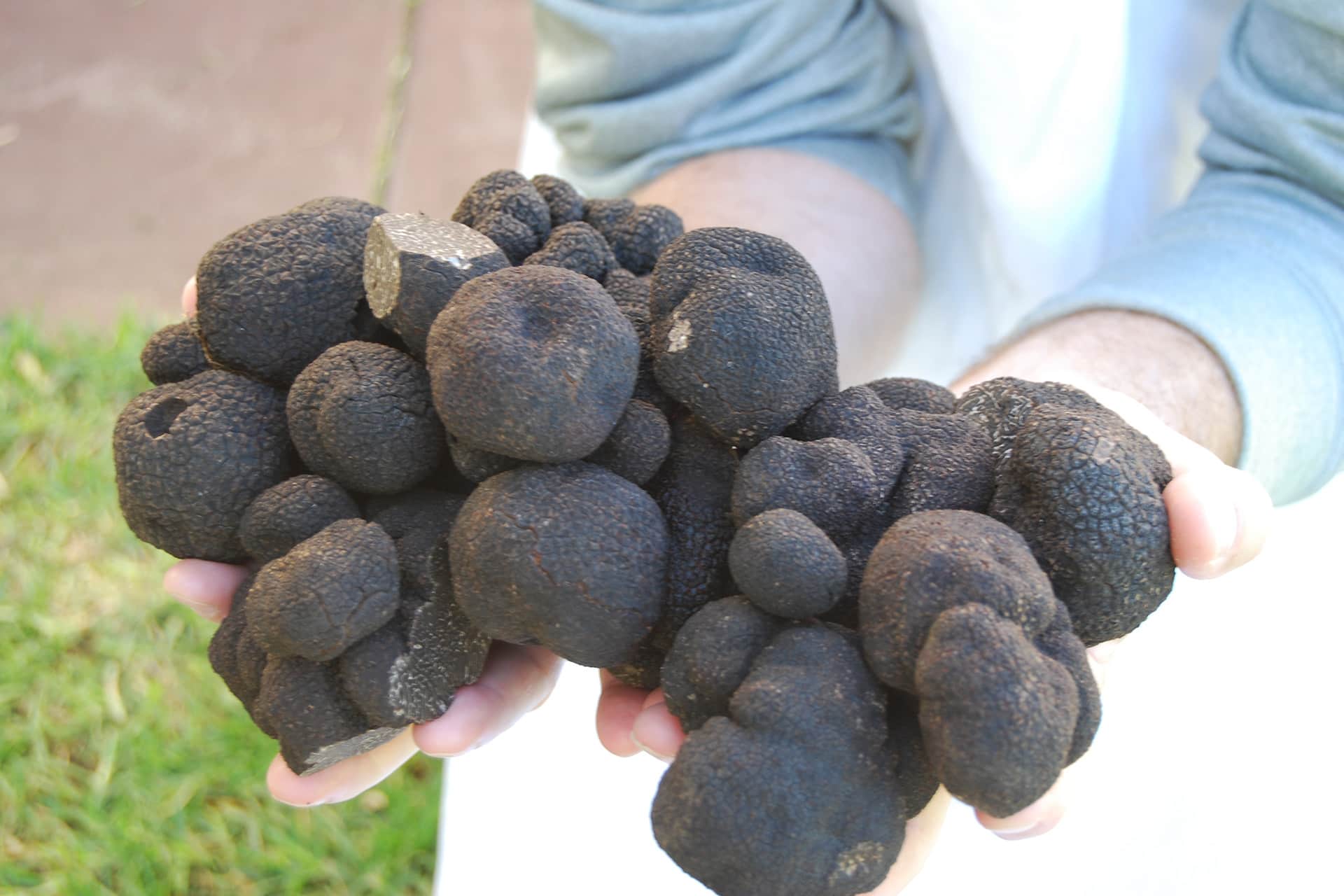 Stonebarn Truffles